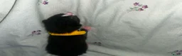 Domestic Shorthair cats for sale: Black and white and ginger kittens  in Leamington Spa - Advert 12