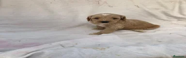 Cockapoo 8