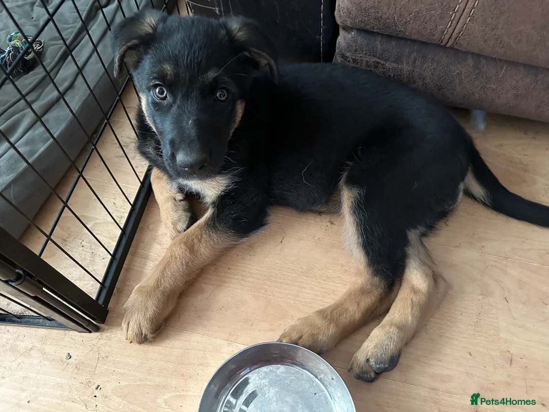 German Shepherd dogs for sale: German shepherds puppies  in Shefford - Advert 2