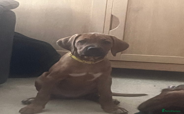 Mixed Breed dogs - Advert 15