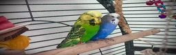 Budgerigars birds for sale: 2 male budgies  - Advert 1