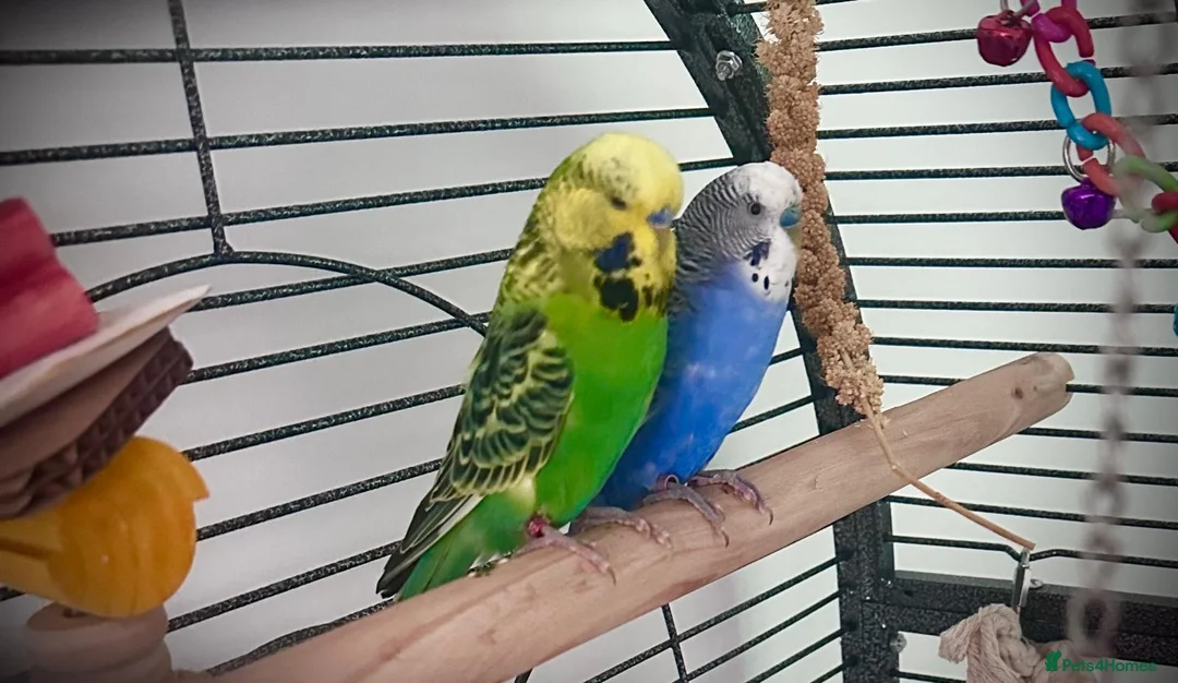 Budgerigars birds for sale: 2 male budgies  - Advert 1