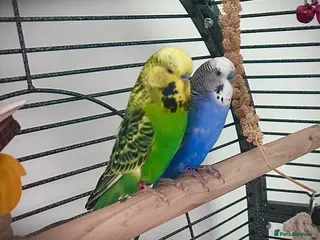 Budgerigars birds 2 male budgies - Advert 17