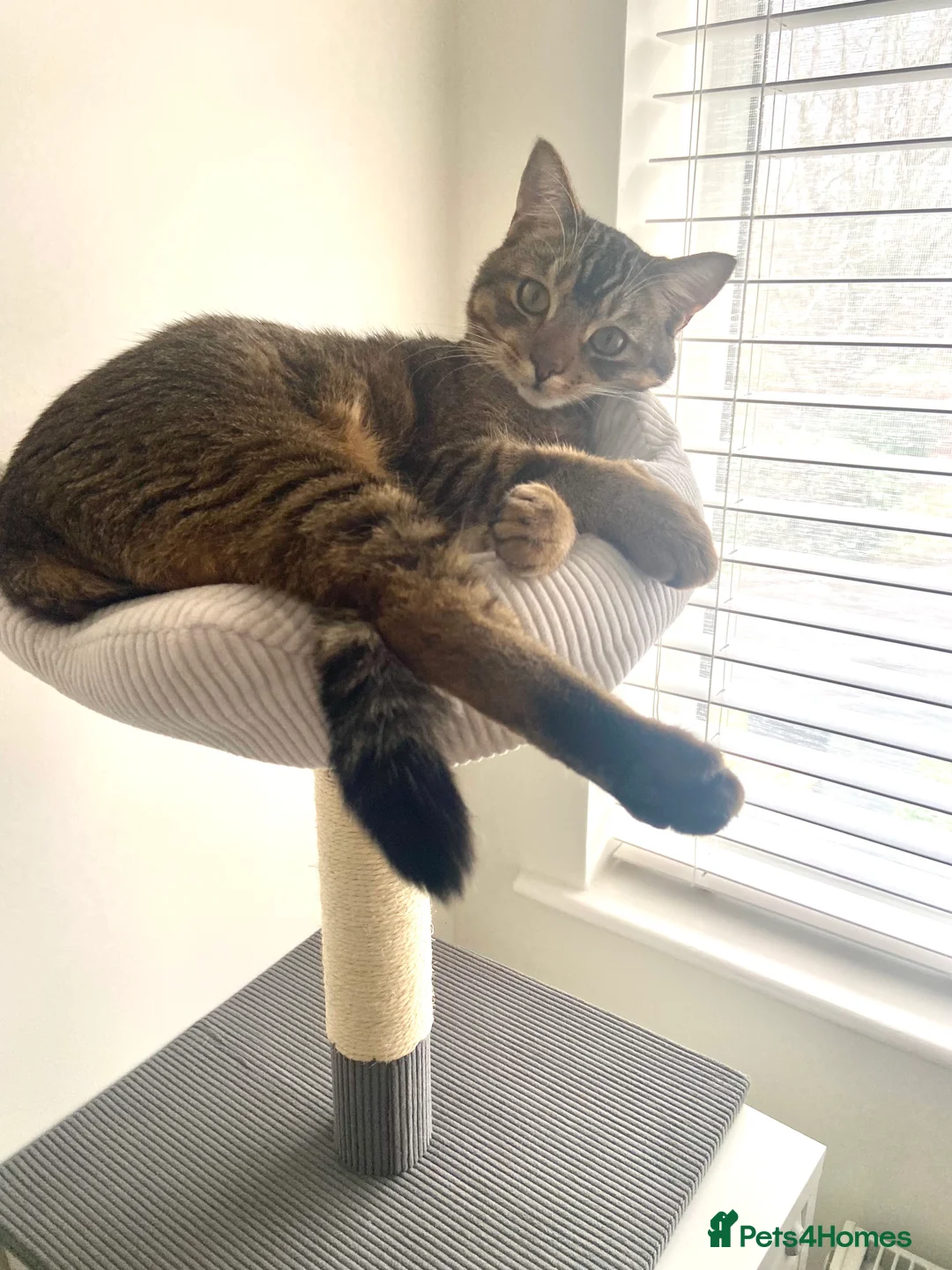 Mixed Breed cats for sale: Persian mix 9 month old kitten 💙 - Advert 5