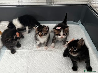 LaPerm cats Long Coat Laperm kittens - Advert 1