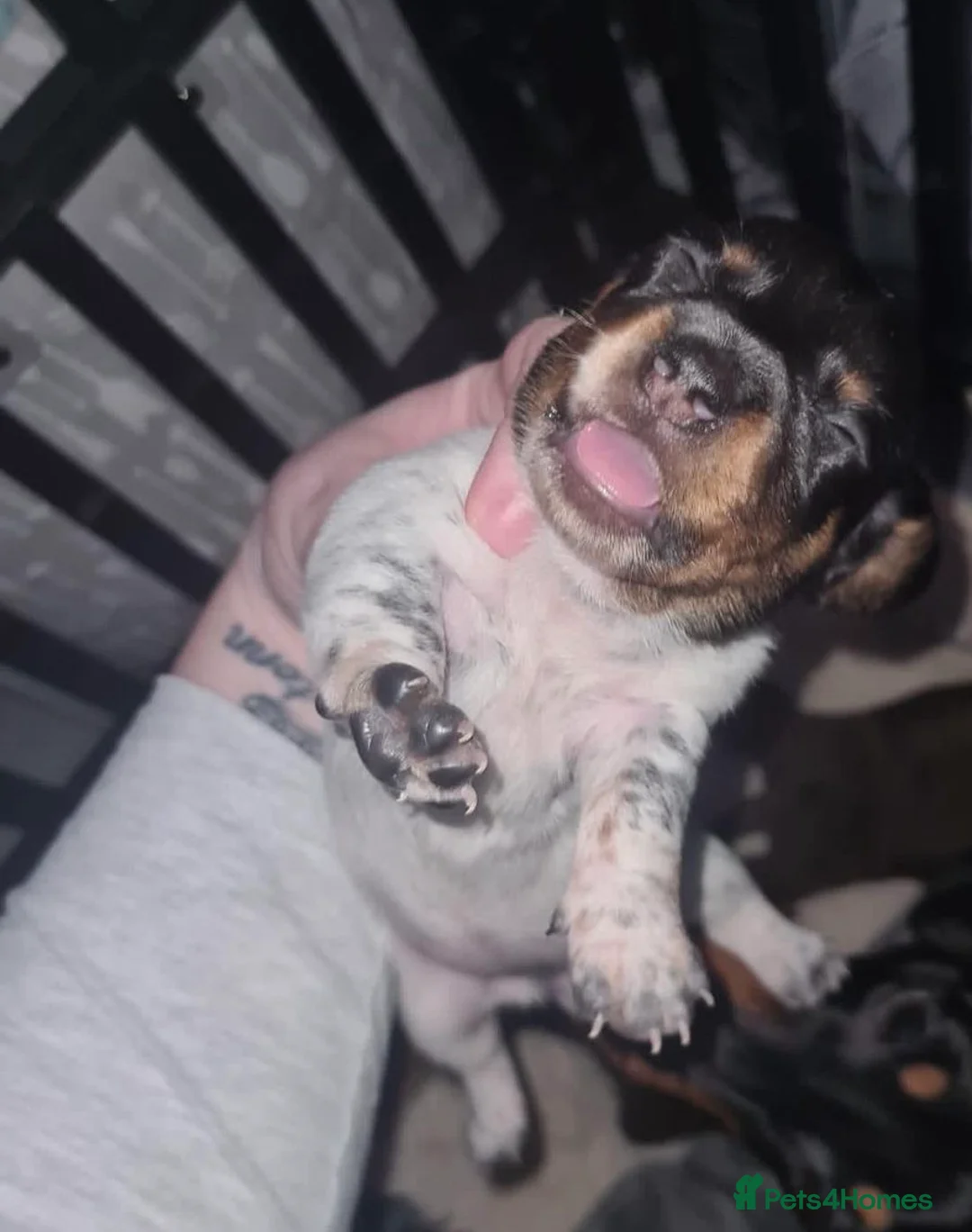 Miniature Dachshund dogs for stud: KC Miniature Dachshund (smooth coat ) for stud in Liverpool - Advert 4