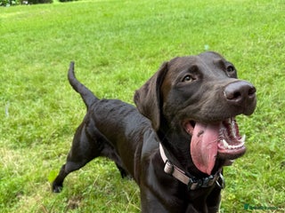 Mixed Breed dogs Chesapeake bay retriever x Labrador - Advert 1