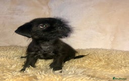 Mixed Breed dogs for sale: ADORABLE LITTER OF SHIH TZU/CHIHUAHUAS - Image 7