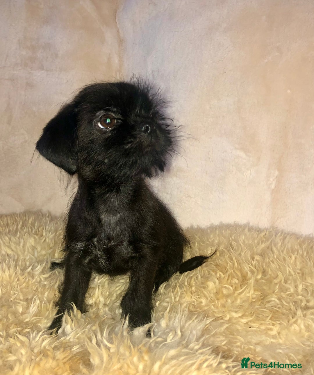 Mixed Breed dogs for sale: ADORABLE LITTER OF SHIH TZU/CHIHUAHUAS - Image 7