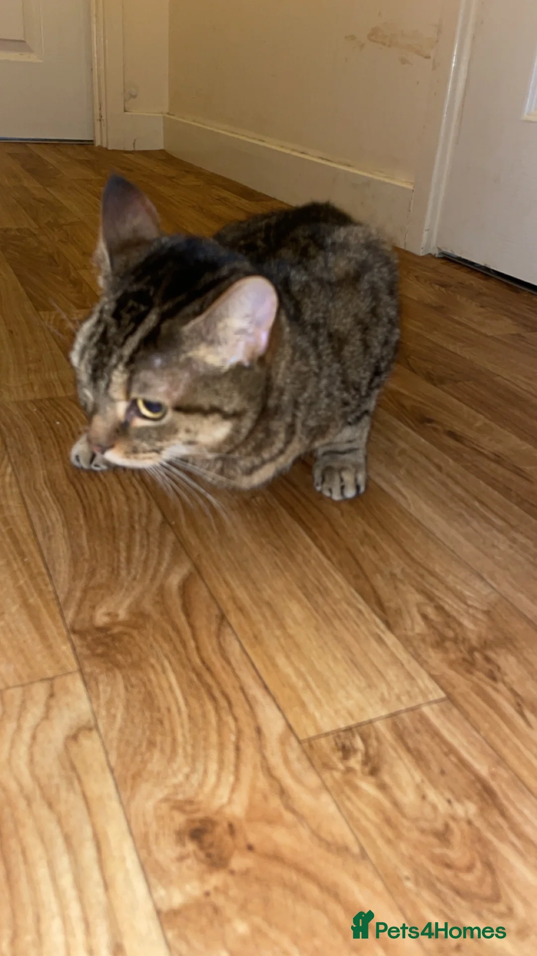 Bengal cats for sale: Two female bengal cats  - Advert 2