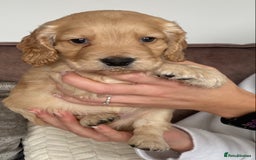 Cocker Spaniel dogs for sale: Working cocker spaniel puppies  - Image 8