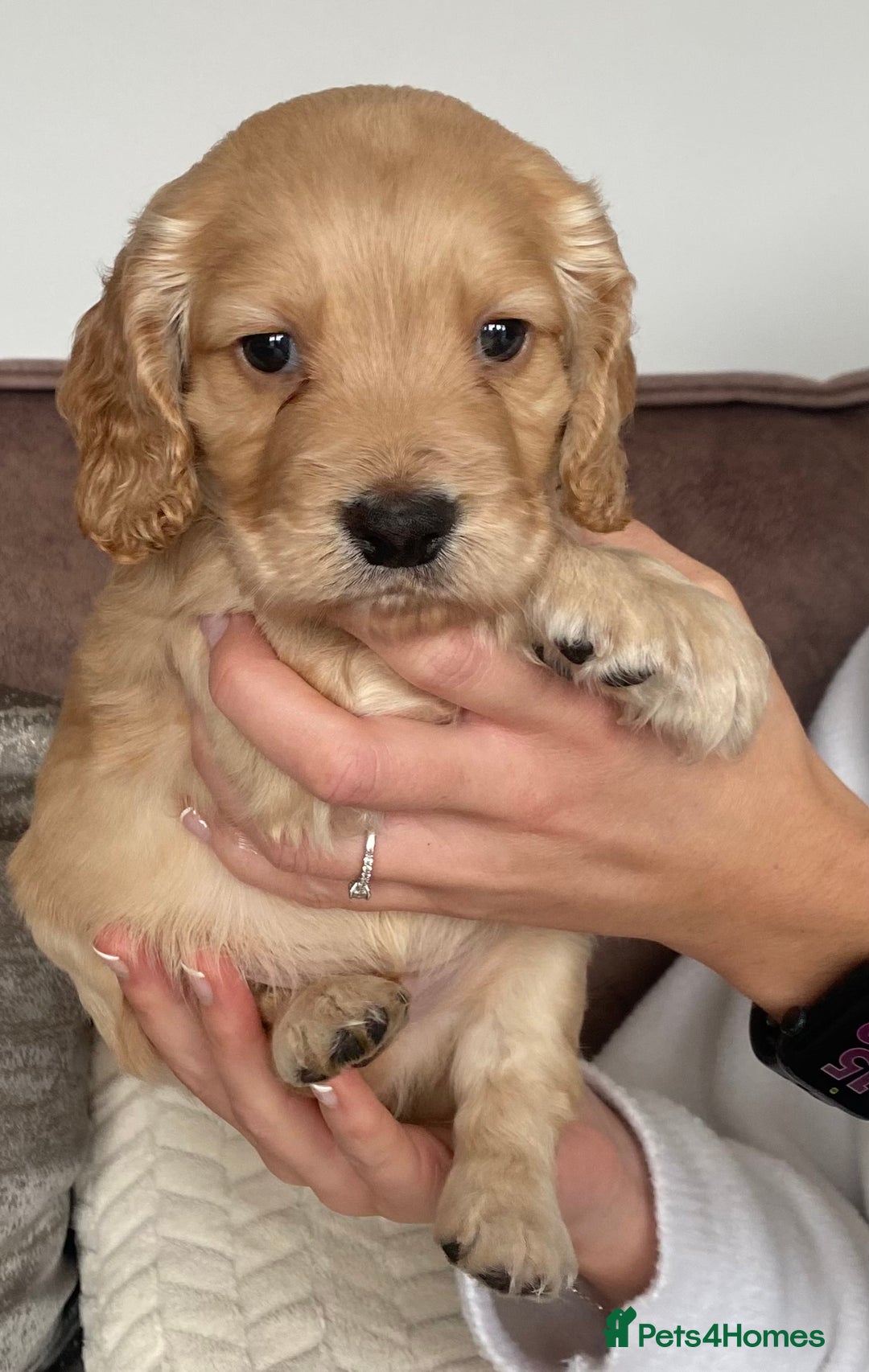 Cocker Spaniel dogs for sale: Working cocker spaniel puppies  - Image 8