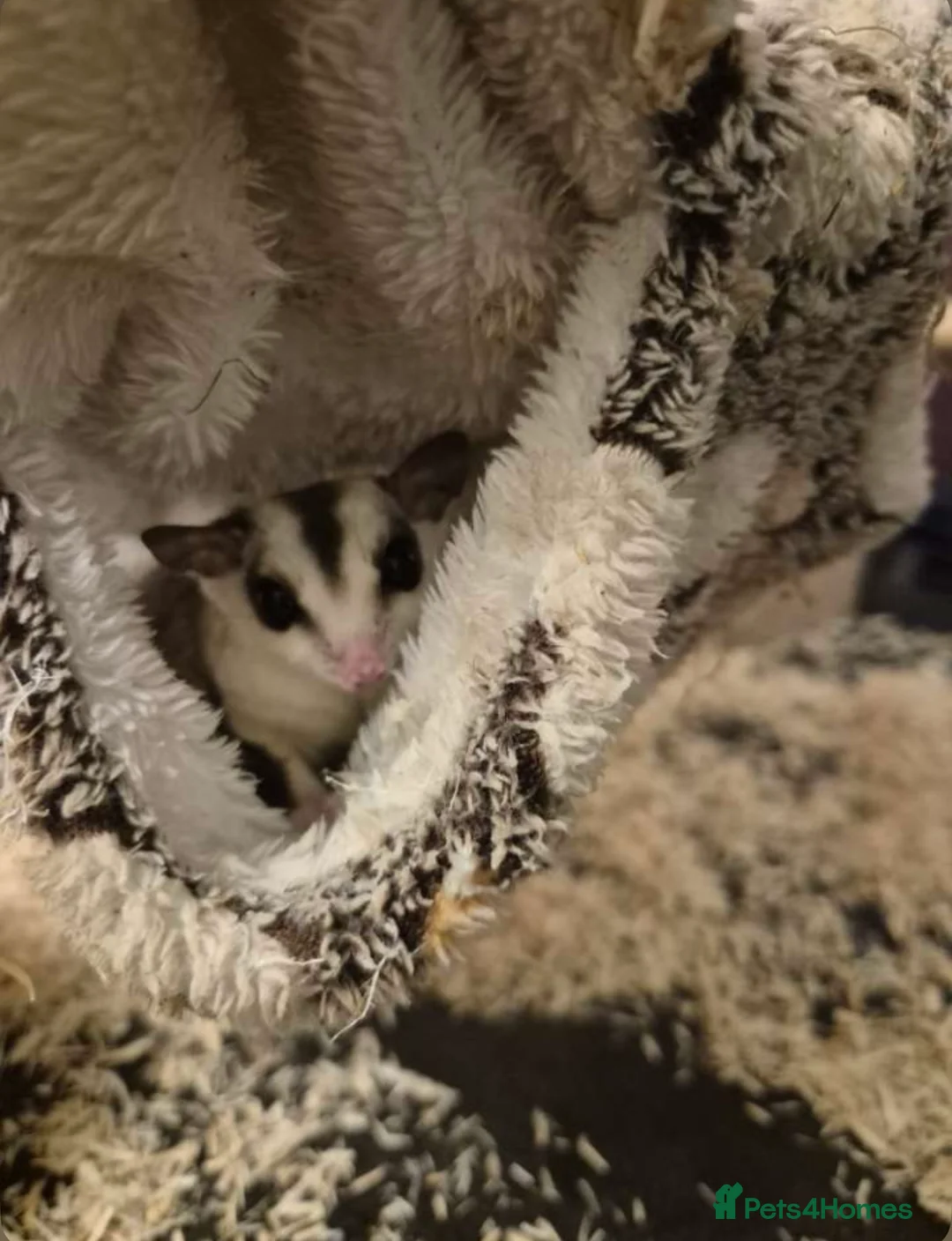 Sugar Glider rodents for sale: Pair of sugar gliders with cage  in Stanley - Advert 2