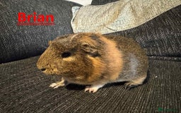 Guinea Pig rodents for sale: Male Guinea Pigs - Image 5