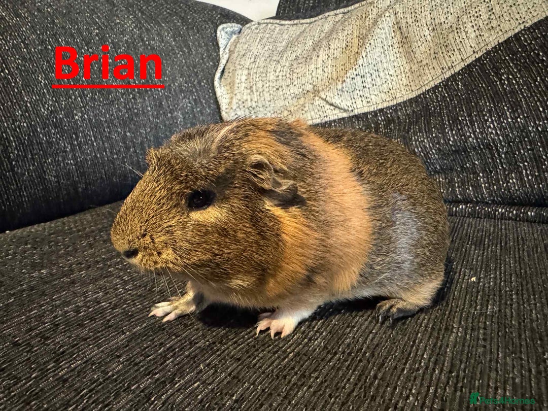 Guinea Pig rodents for sale: Male Guinea Pigs - Image 5