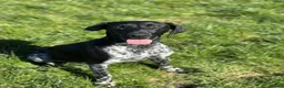 German Shorthaired Pointer dogs for sale: Gorgeous German Short Haired Pointer - Advert 12