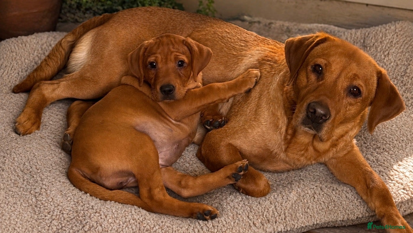 Labrador Retriever dogs Girl - Wonderful KC Litter Fox Red Labradors  - Advert 1