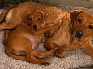 Labrador Retriever dogs for sale: Girl - Wonderful KC Litter Fox Red Labradors - Advert 3