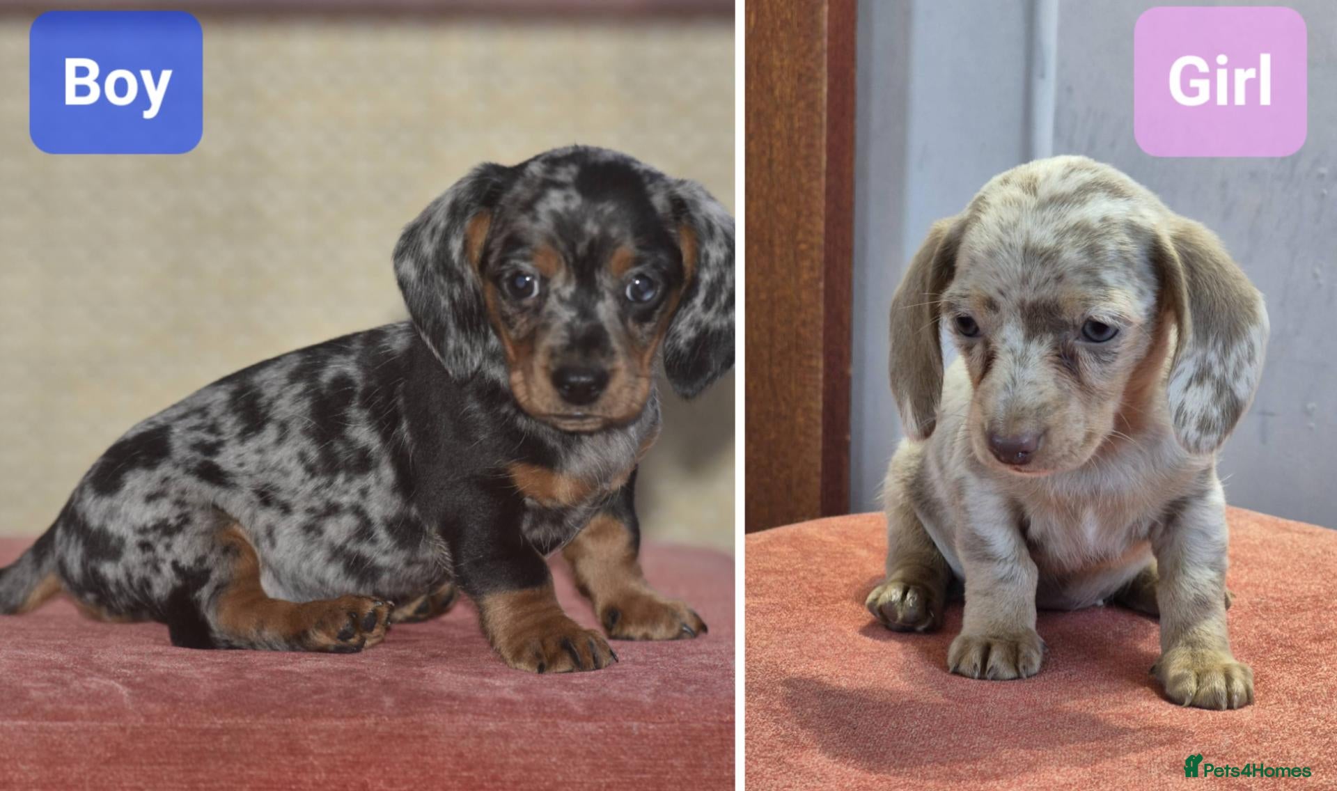Dachshund dogs Ready to leave - Gorgeous puppies - Advert 5