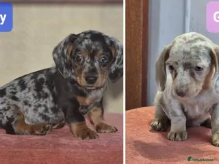 Dachshund dogs Ready to leave - Gorgeous puppies - Advert 5
