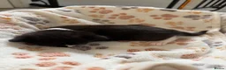 Mixed Breed cats for sale: Gorgeous Black & White Kittens – Boys & Girls - Advert 19
