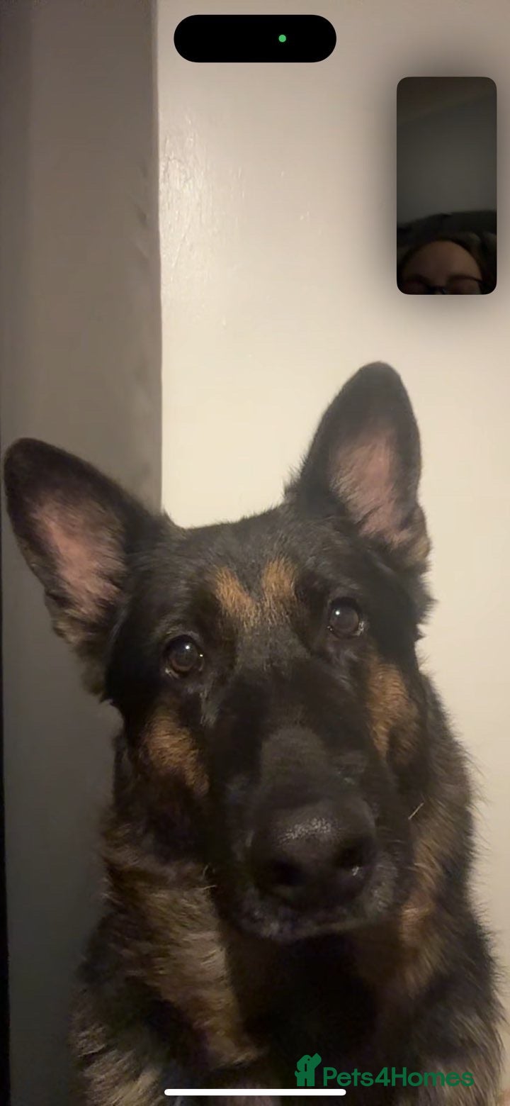 German Shepherd dogs Luna 8 years old - Advert 1