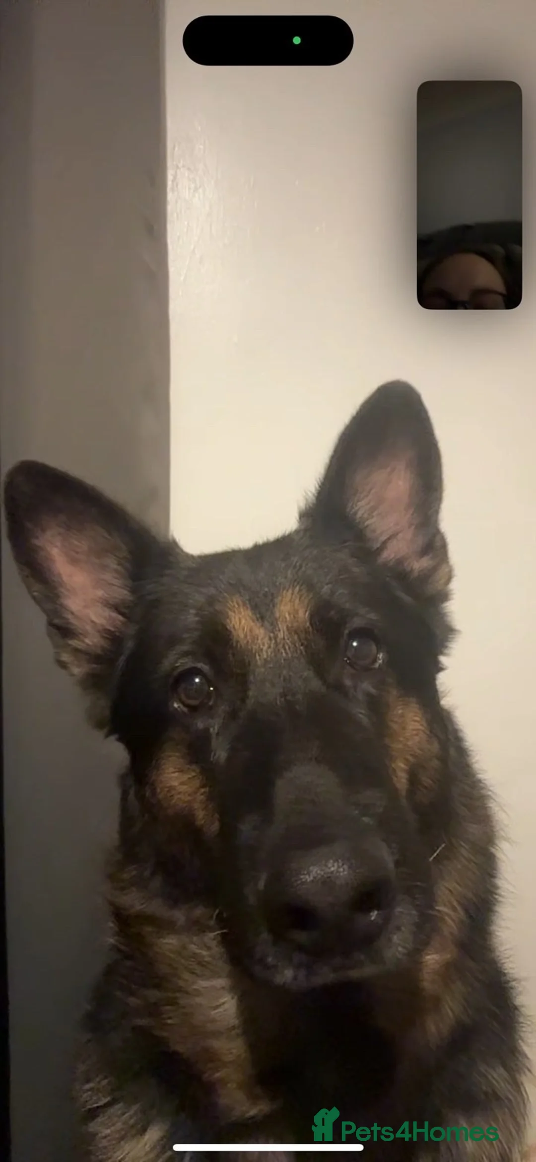German Shepherd dogs for sale: Luna 8 years old - Advert 1