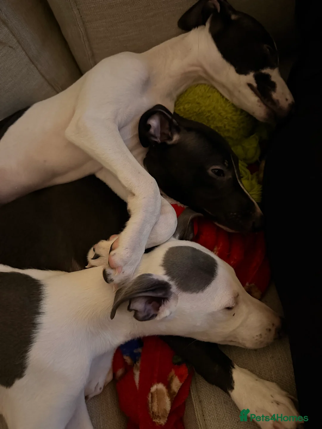 Whippet dogs for sale: Black kc registered boy  - Advert 2