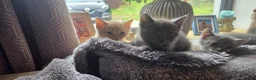 Mixed Breed cats for sale: Kittens  - Advert 7