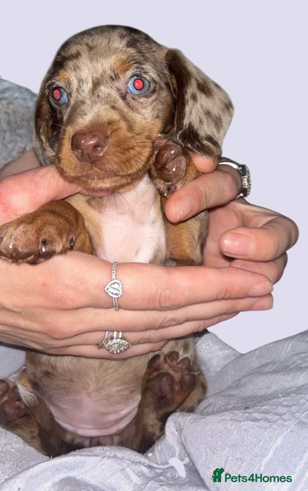 Dachshund dogs for sale: Chocolate Dapple short haired   - Image 6