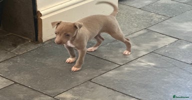 Italian Greyhound dogs - Advert 6