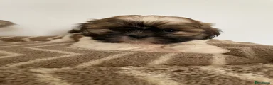 Shih Tzu 3