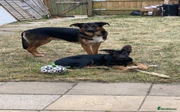 German Shepherd dogs for sale: Looking to rehome my boy - Image 3