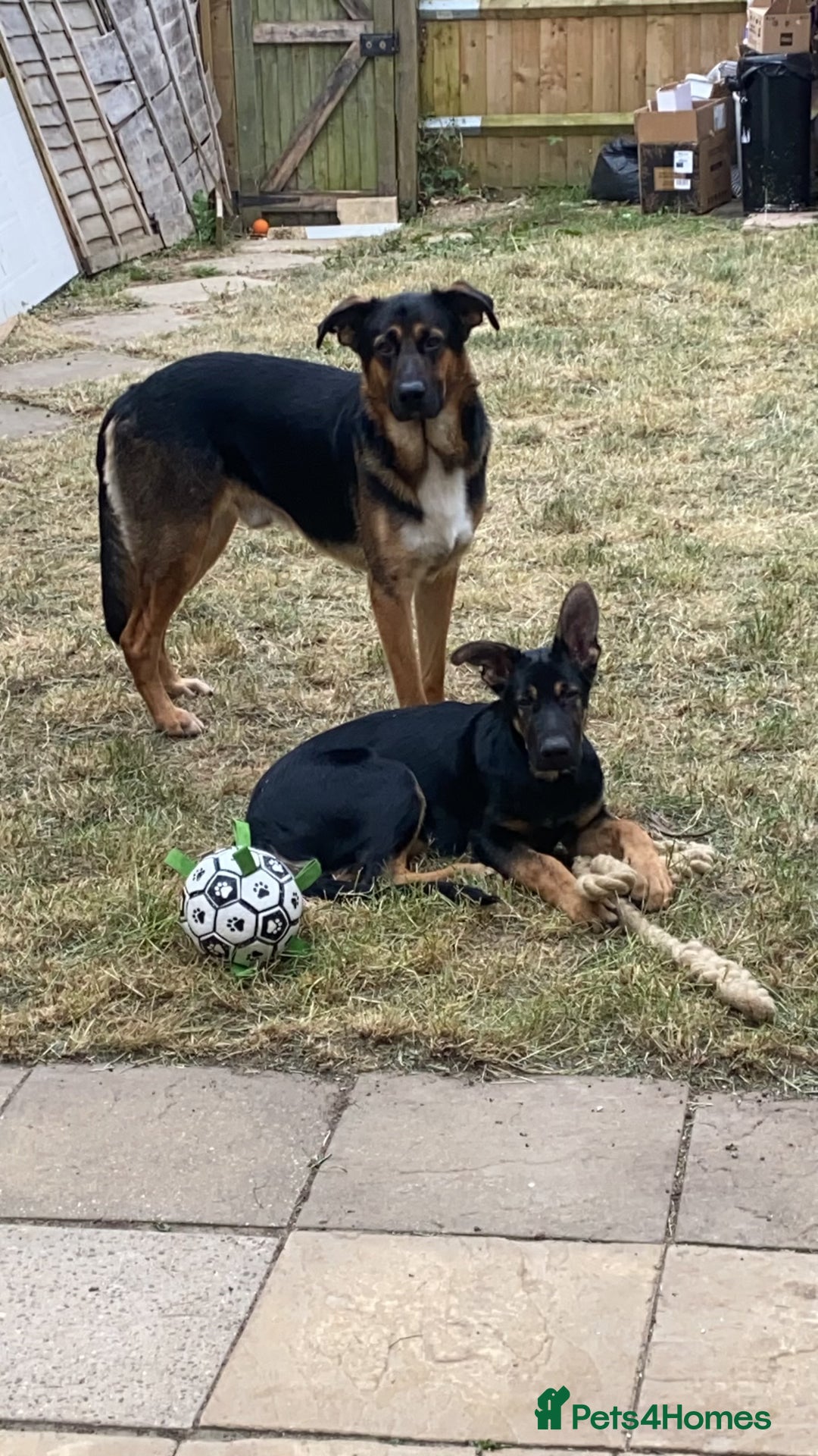 German Shepherd dogs for sale: Looking to rehome my boy - Image 3