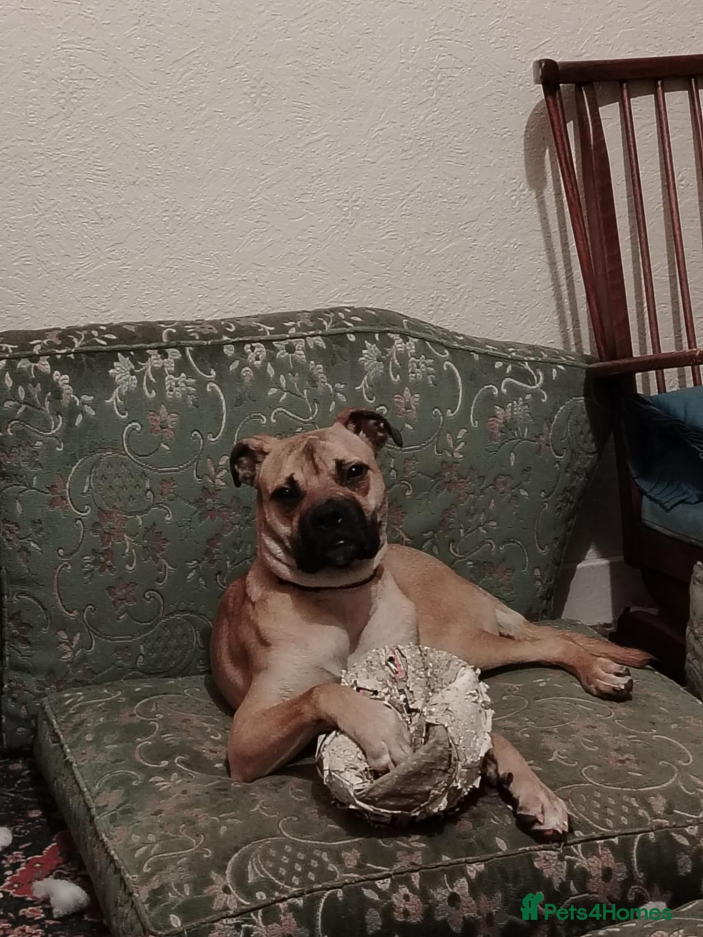 Mixed Breed dogs Samantha (SAM) - Advert 17