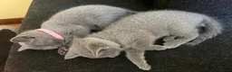 Russian Blue cats for sale: TICA REGISTERED Pure Breed Russian Blue Kittens - Advert 10