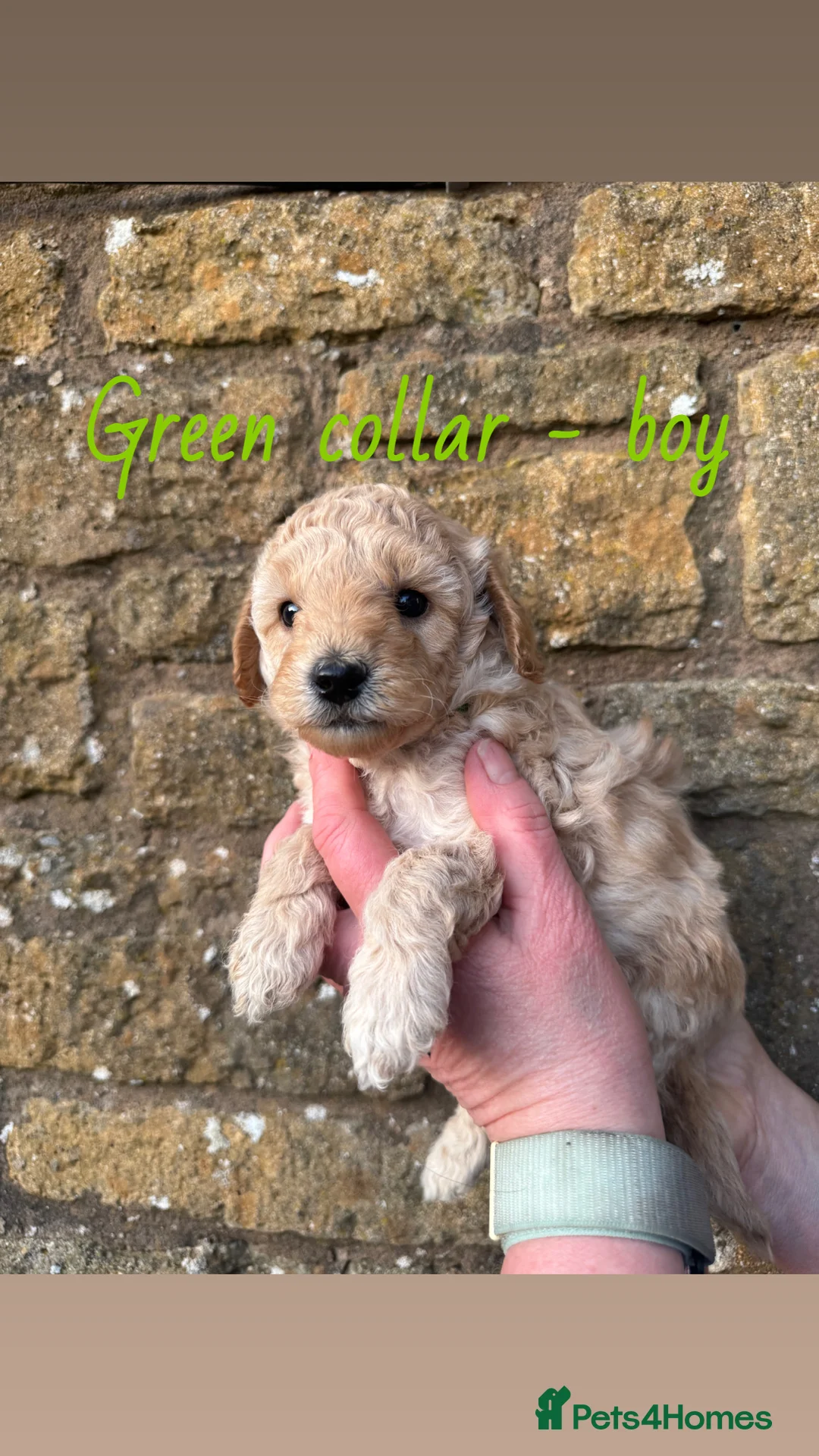 Miniature Poodle dogs for sale: Miniature poodle puppies! - Advert 10