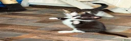 Mixed Breed cats for sale: Lovely litter of mixed short-hair  - Advert 4