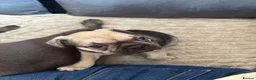 French Bulldog dogs for sale: French bulldog puppy  in Bury - Advert 6