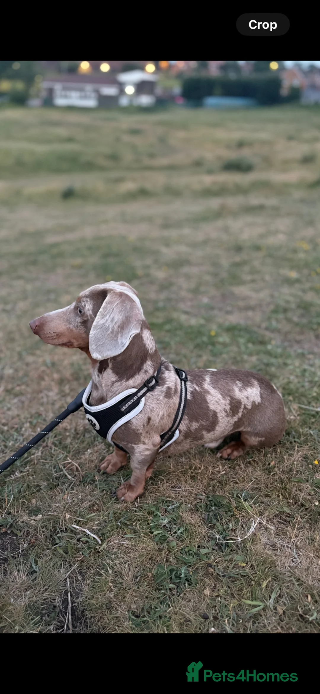 Miniature Dachshund dogs for stud: Ralph  in Peterlee - Advert 3