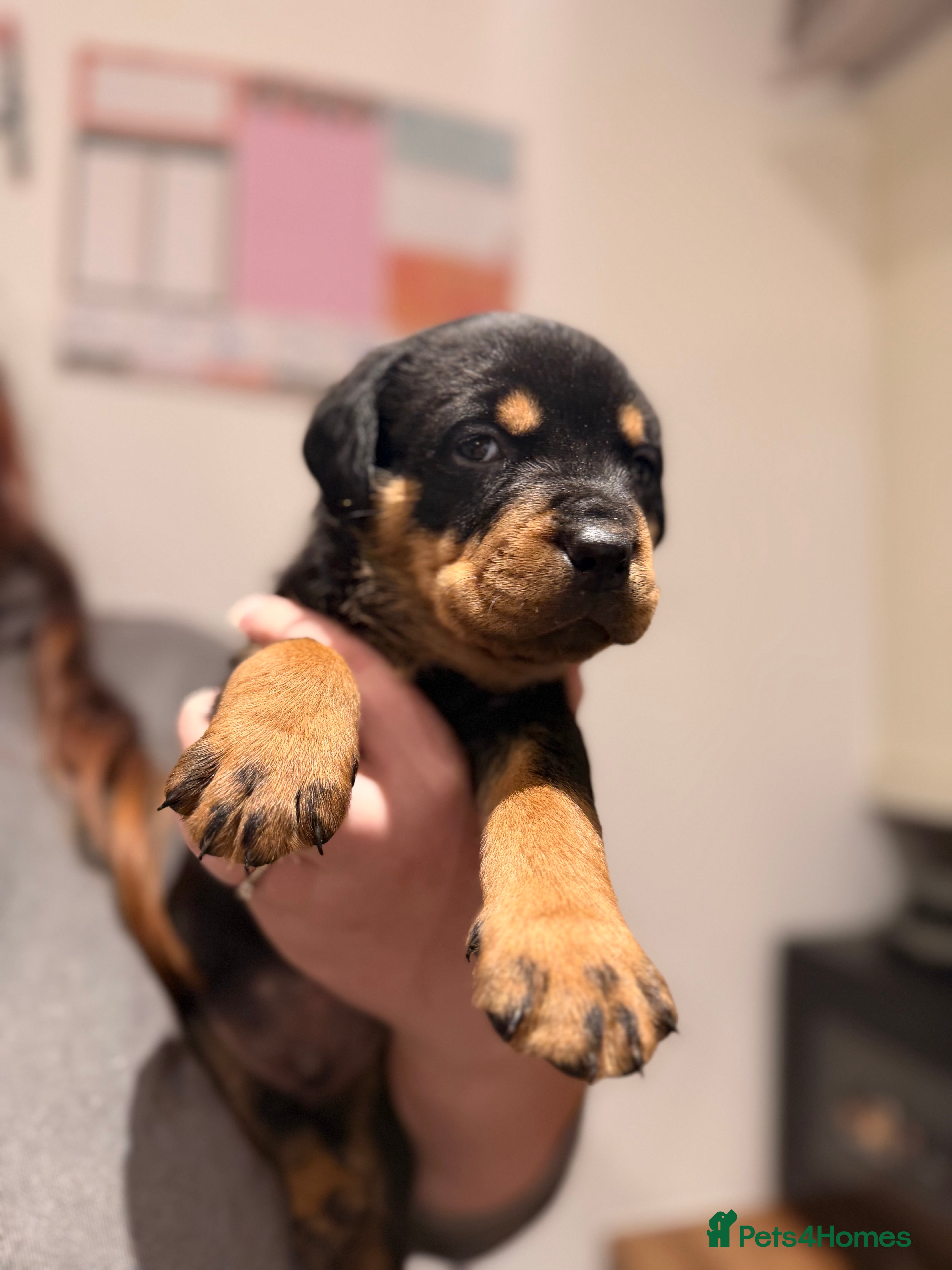 Rottweiler dogs Chunky Rottweiler Puppies - Advert 6