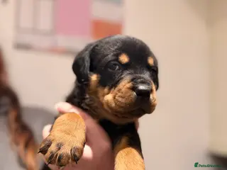 Rottweiler dogs Chunky Rottweiler Puppies - Advert 6