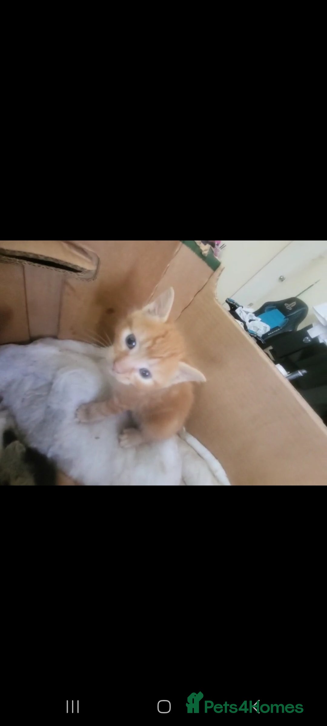 Domestic Shorthair cats for sale: Lovely Kittens, ready to be reserved 😺 - Image 5