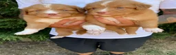 Nova Scotia Duck Tolling Retriever dogs for sale: Fantastic KC Reg Nova Scotia pups  - Advert 6