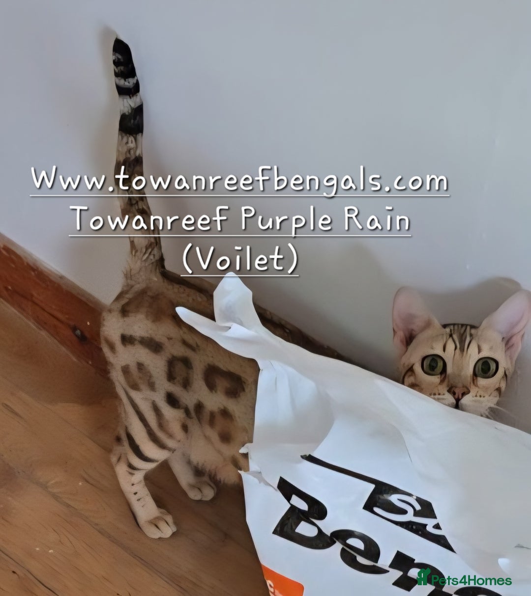 Bengal cats for sale: Tica registered bengal kittens licenced breeder - Image 11