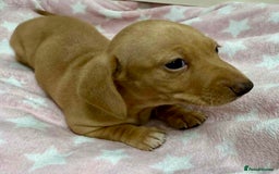 Miniature Dachshund dogs for sale: Cream Dapples & Red Dapples KC registered  - Image 7