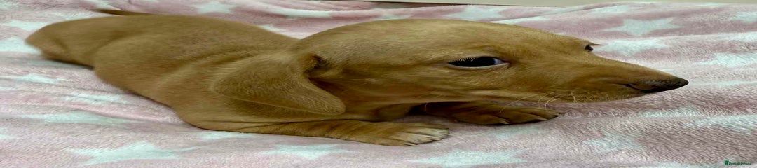 Miniature Dachshund Puppy 2