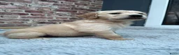 Golden Retriever dogs for sale: 1 Beautiful Golden Retriever Girl Left 😍🩷 - Advert 29