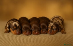 Miniature Dachshund dogs for sale: Pedigree KC show line miniature dachshund puppies  - Image 1