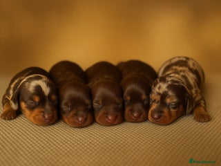 Miniature Dachshund dogs for sale - Advert 1
